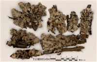 藏品(粉芽裸緣梅衣)的圖片